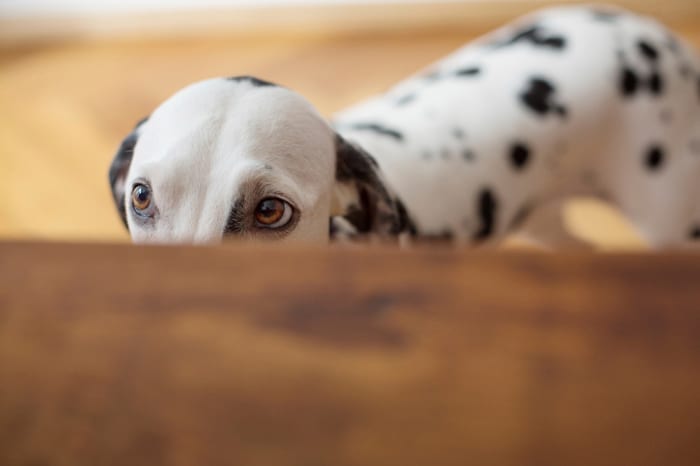 Are Table Scraps Safe For Dogs?