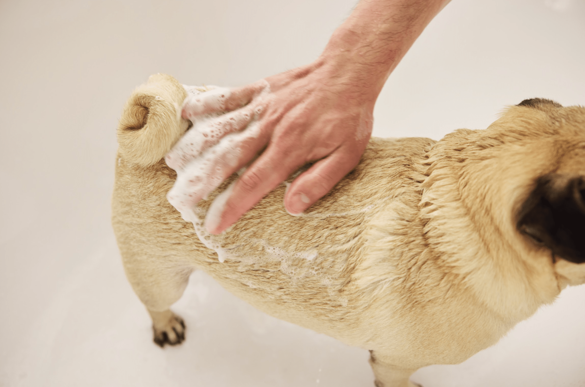 Why Your Dog Hates Baths (and What To Do About It)