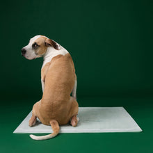 Dog Pee Pads - Ultra Absorbent Training Pads with AbsorbShield™+ Technology | 2X Faster Absorption