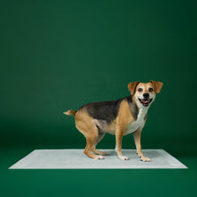 Dog Pee Pads - Ultra Absorbent Training Pads with AbsorbShield™+ Technology | 2X Faster Absorption