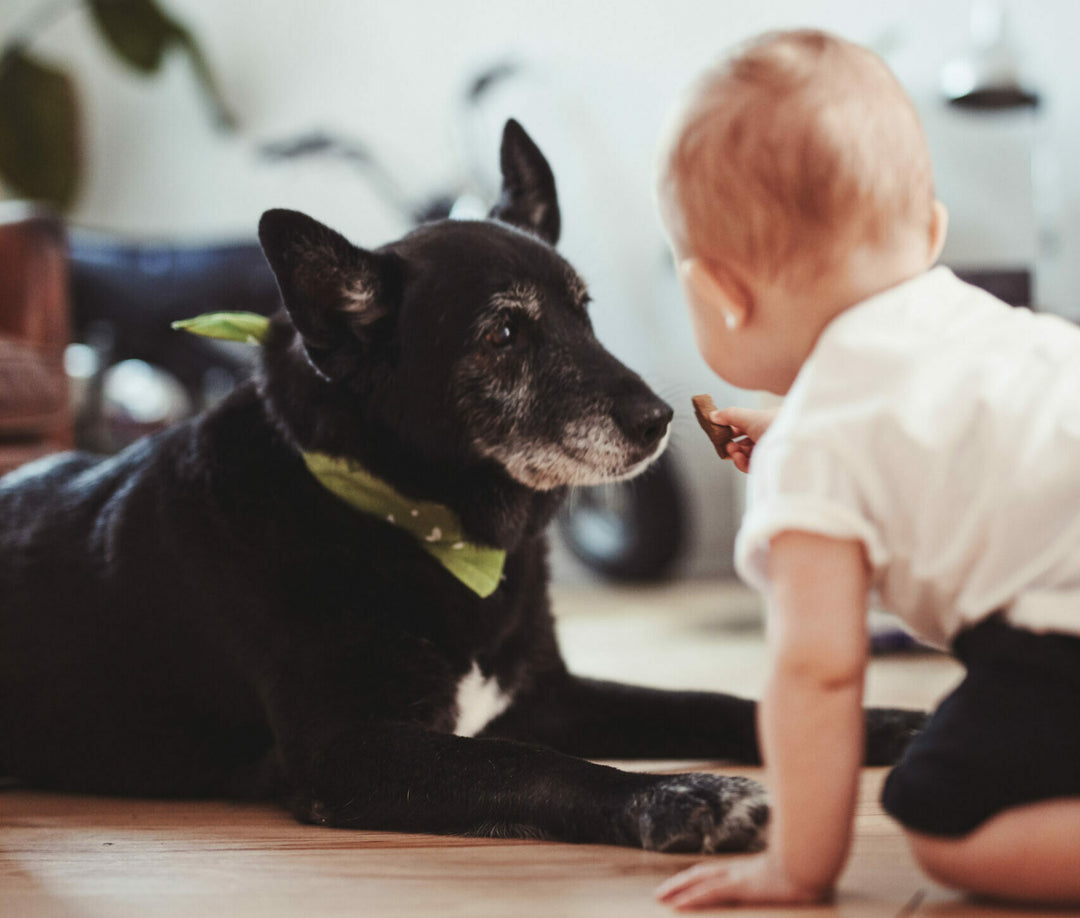 How to introduce your dog to a new baby
