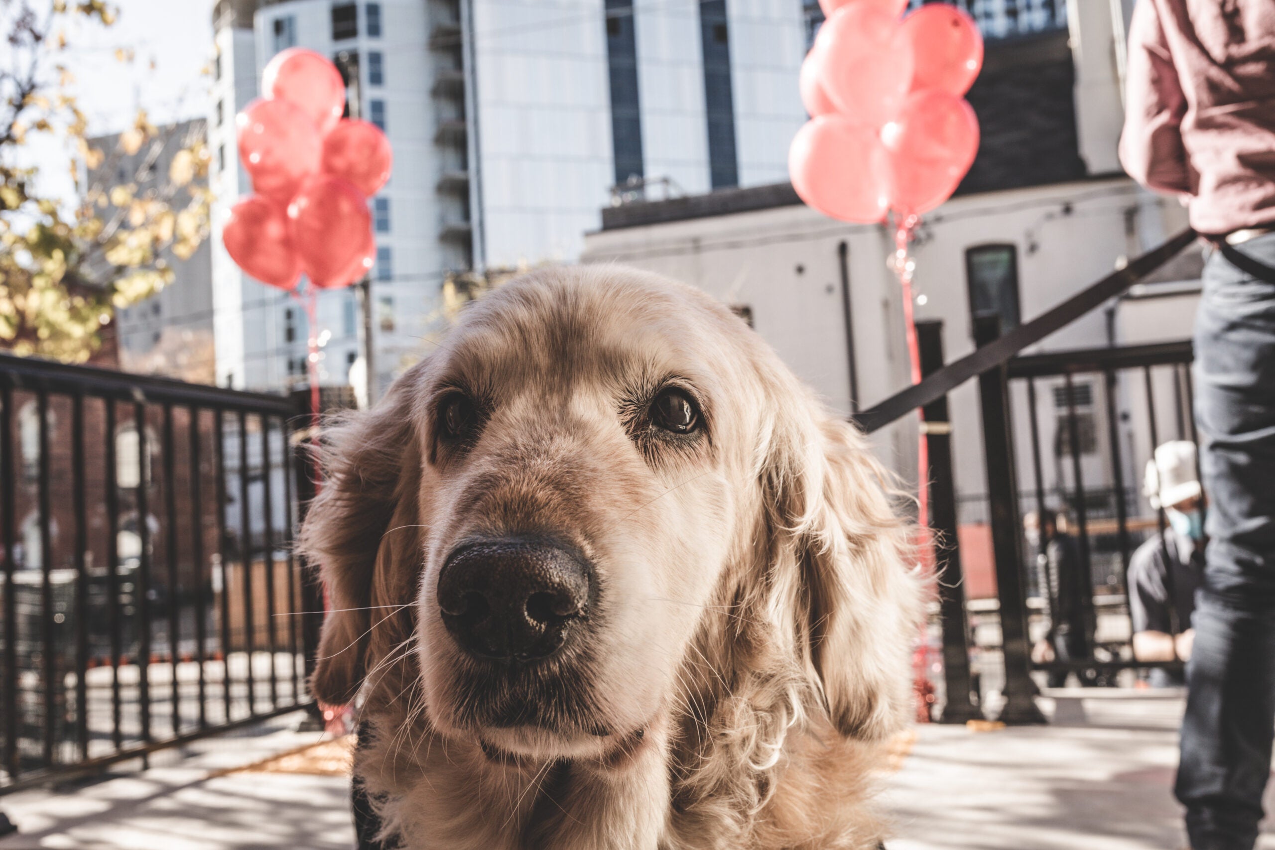 How one dog inspired a whole organization