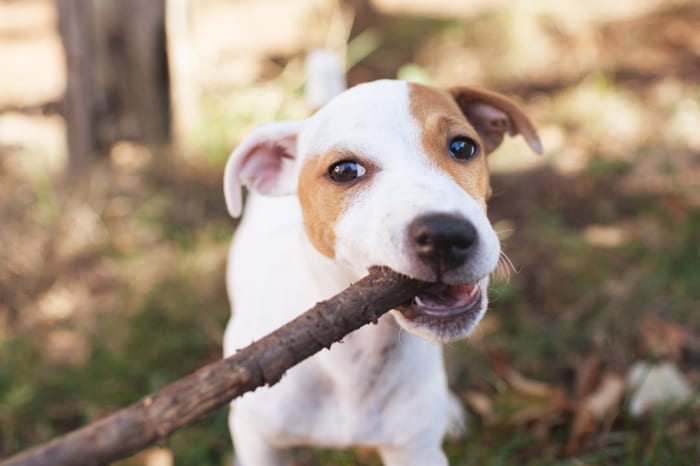 Are Sticks Dangerous For Dogs?