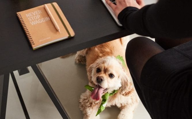 Our Top Bullet Journal Page Ideas for Dog Owners