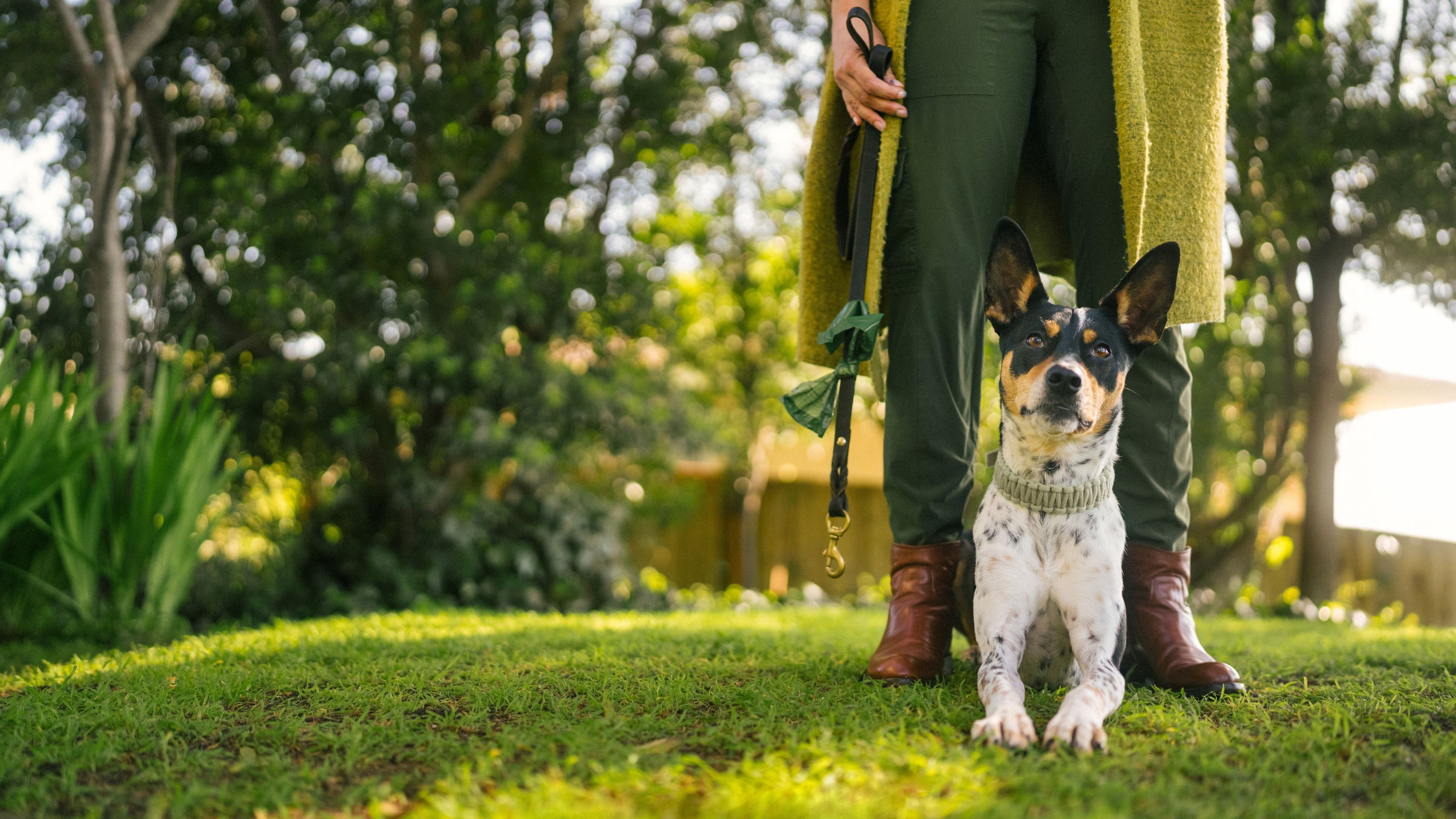 25 Puppy Training Tips Expert Techniques For Success 25-puppy-training-tips-expert-techniques-for-success