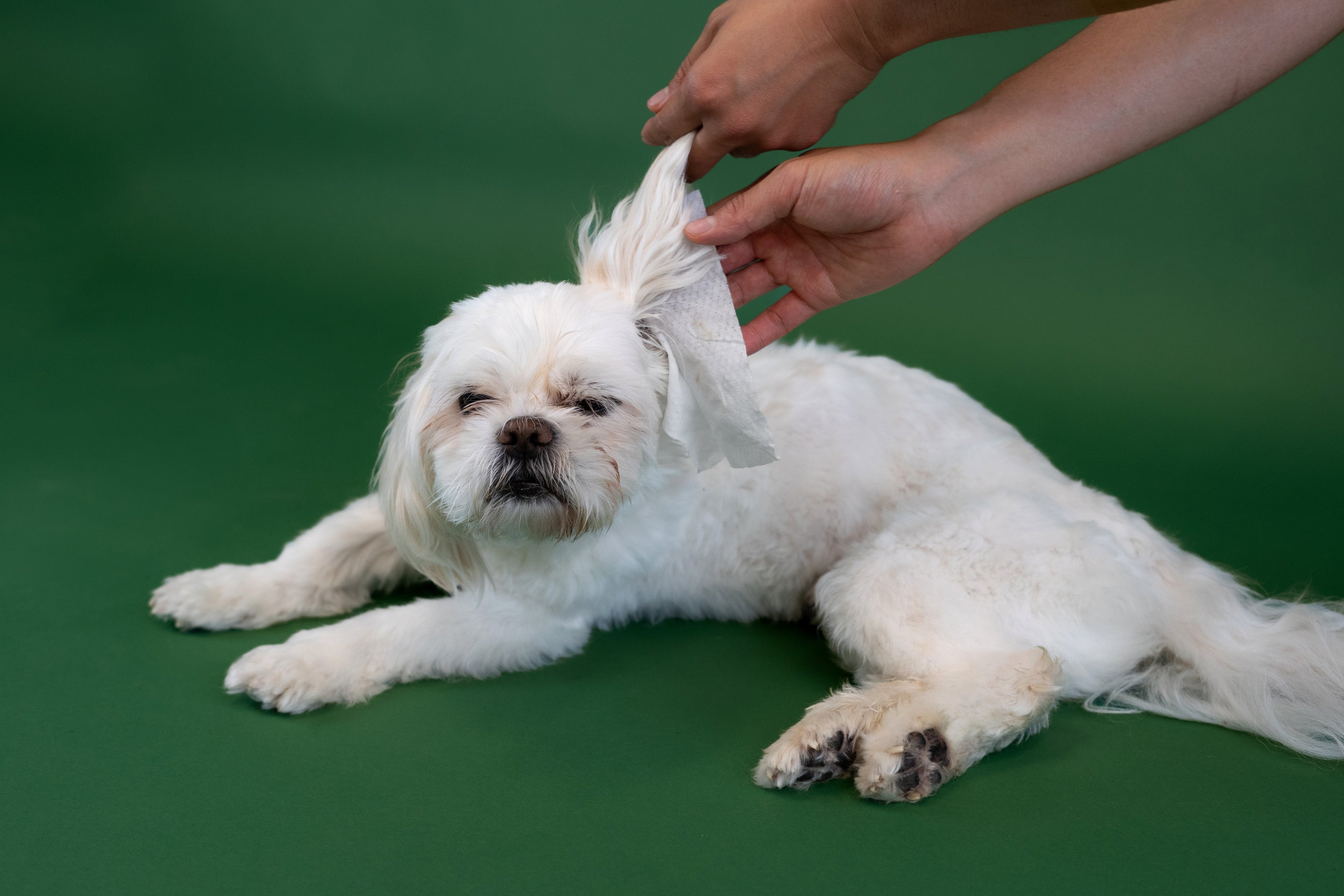 Stunning Easy Grooming Tips For Shih Tzu Owners image