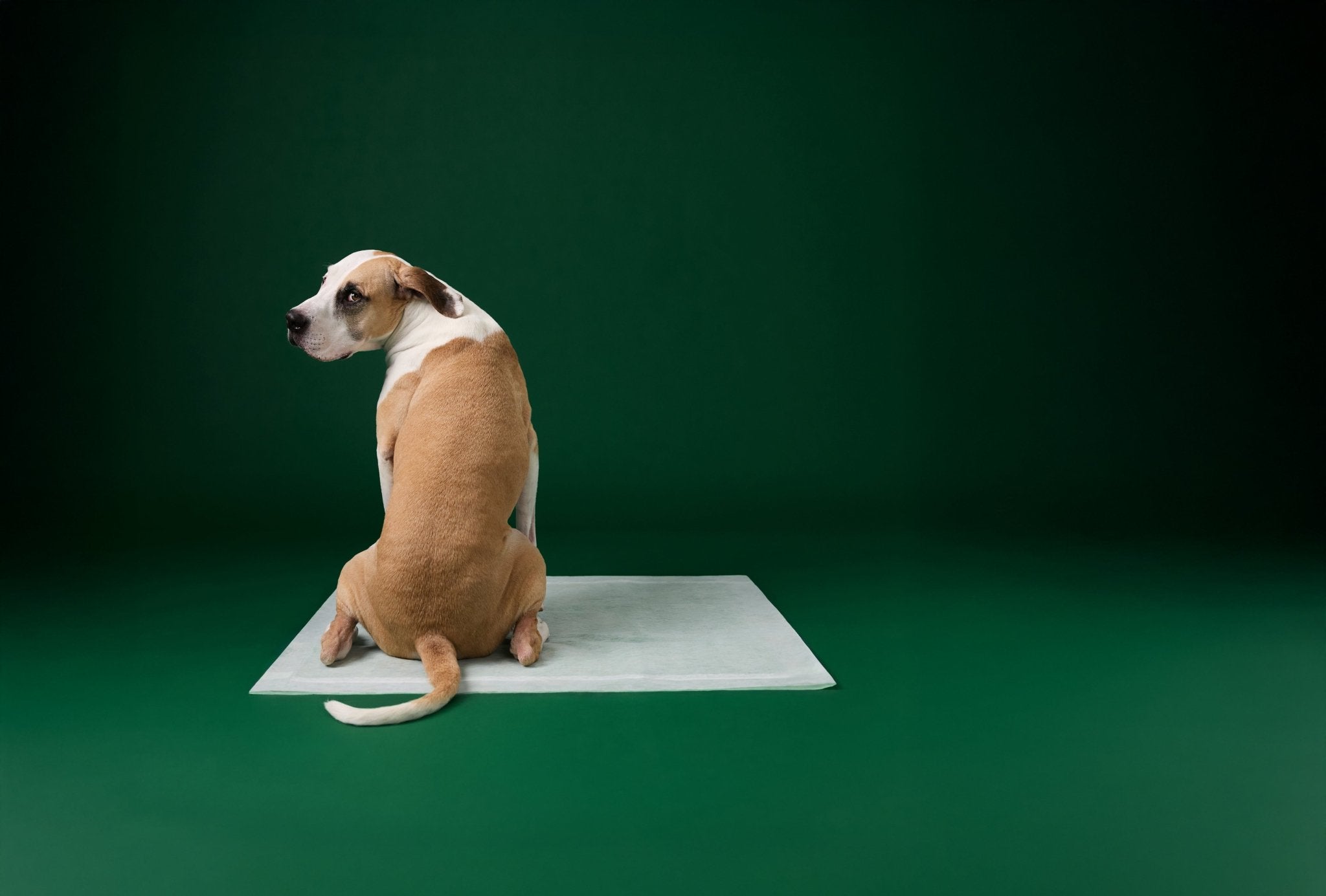 The Best Way to Use Pee Pads for Big Dogs