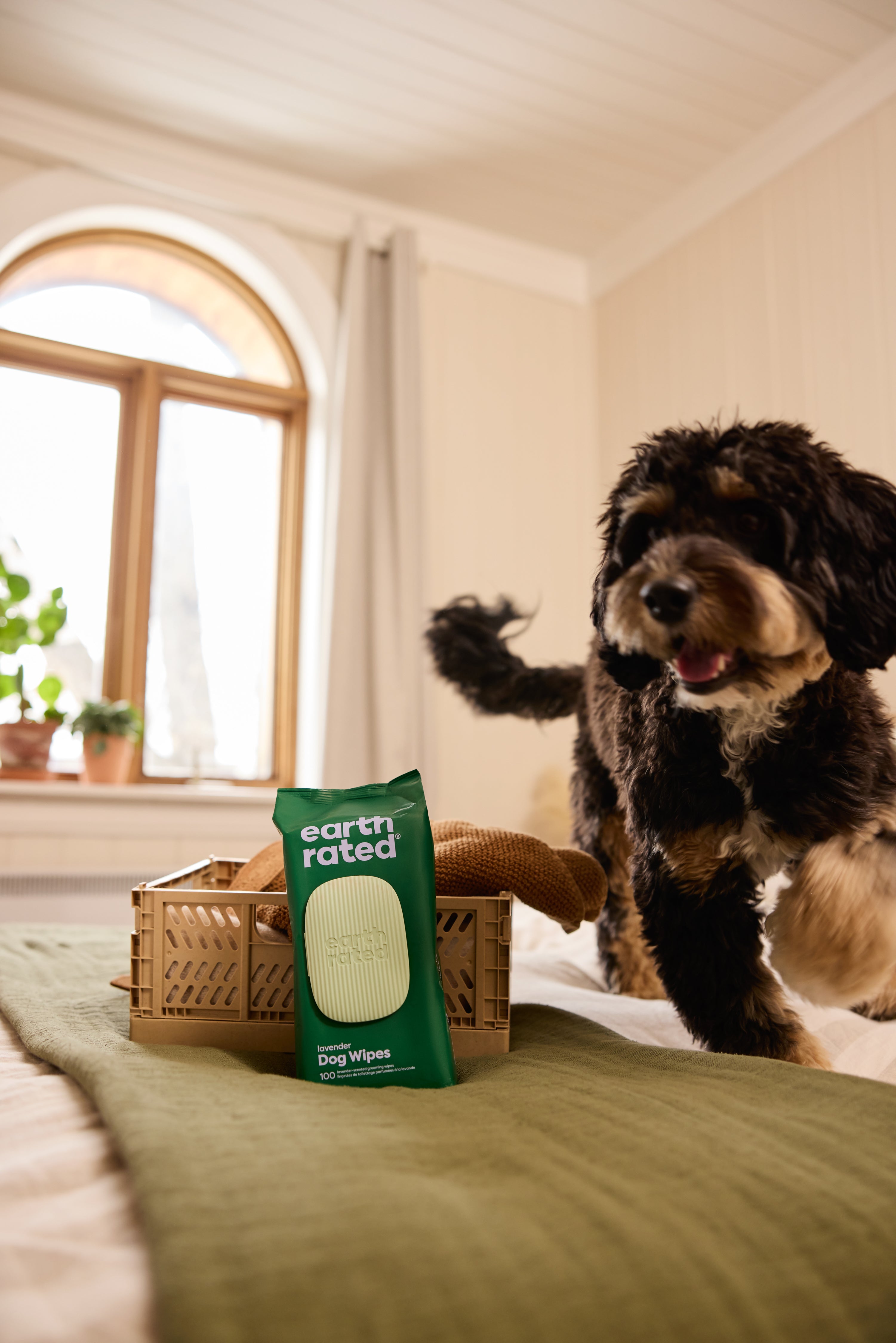What Can You Use Dog Wipes For?