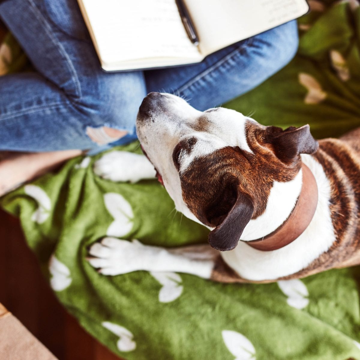 Reasons to choose a dog from a shelter: Carolina’s adoption story