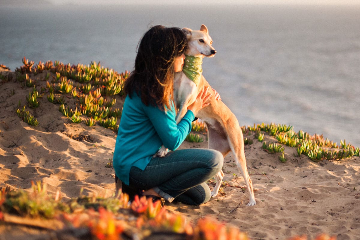 Beautiful view of Reducing Dog Anxiety And Stress