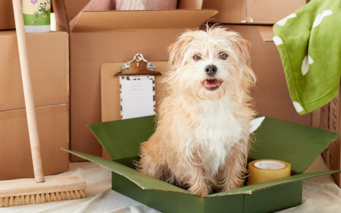 Renting with a dog? Win over (almost) any landlord with a Pet Resume