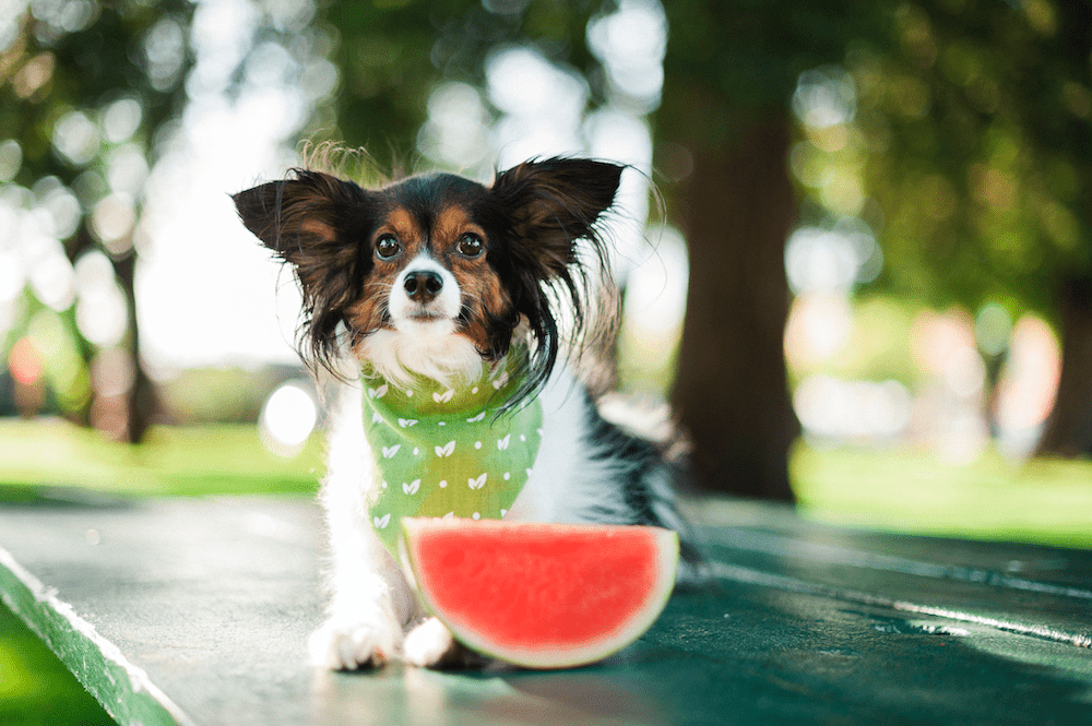8 Surprising People Foods You Can Feed Your Dog