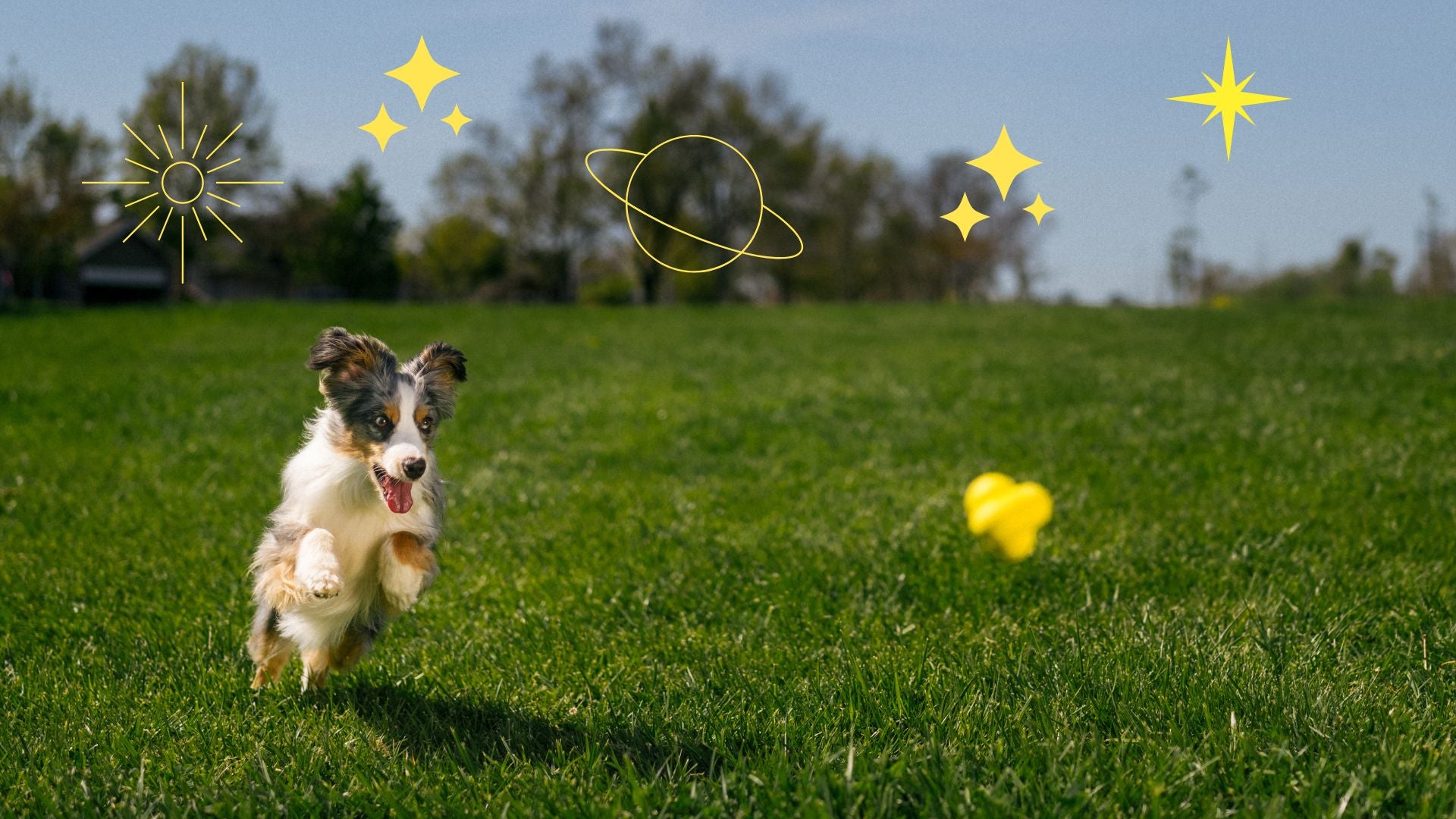 Star-Signed Pups: What Zodiac Signs Say About Your Dog