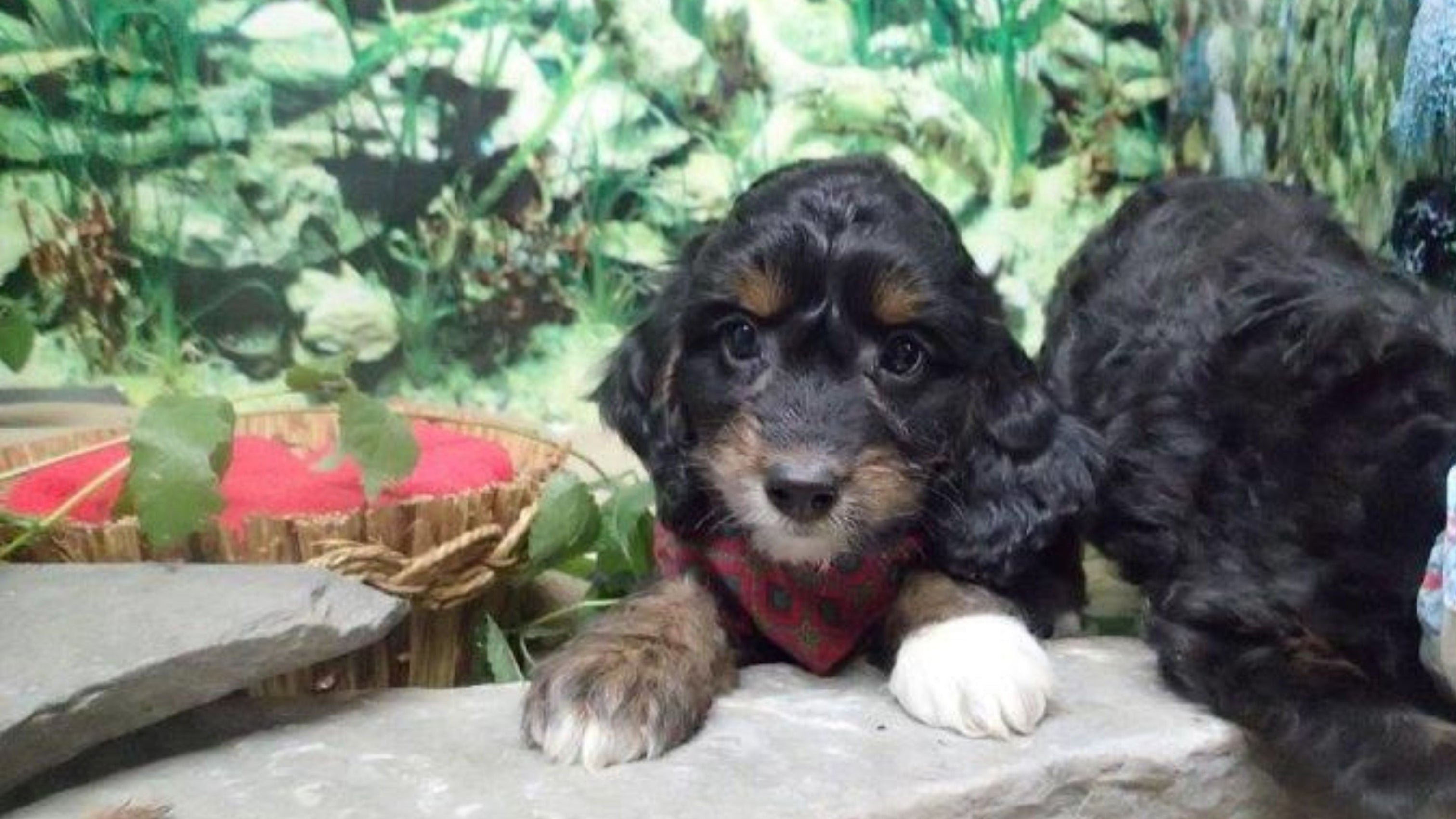 When do puppies start walking a guide for pet parents