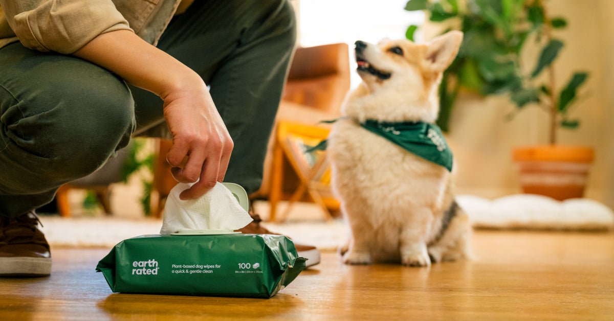 How to Clean Dog Paws After Walk: Best Practices for Healthy Paws