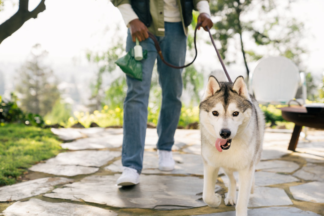 Help! My dog has more energy than me