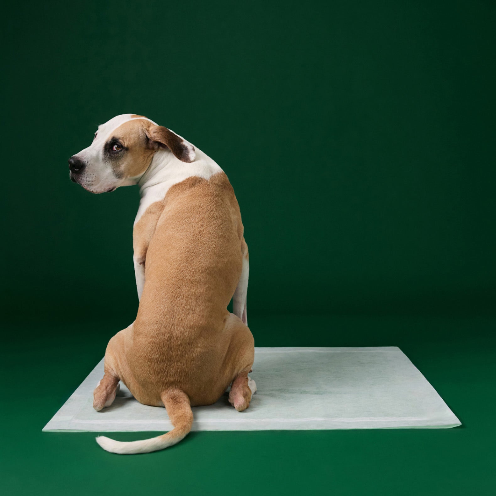 Dog Pee Pads - Max Absorbency Training Pads With AbsorbShield™+ Technology