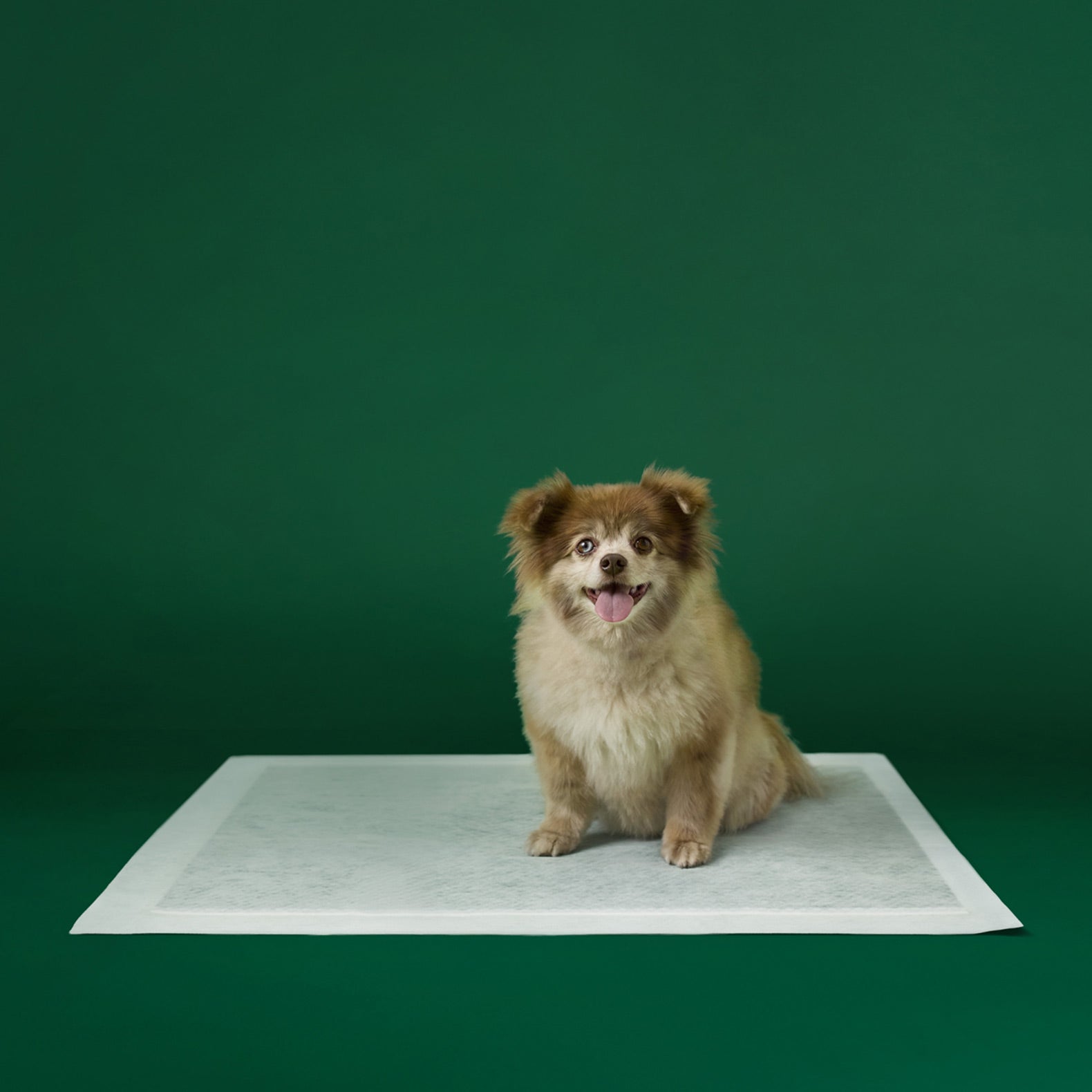 Dog Pee Pads - Max Absorbency Training Pads With AbsorbShield™+ Technology